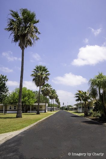 Palm tree lined street at Yellow Rose MH & RV Park in La Feria, TX